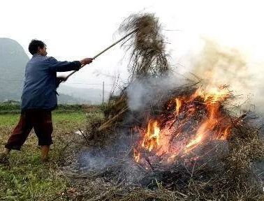 你年年都想烧的秸秆，今年可以吃票子了！